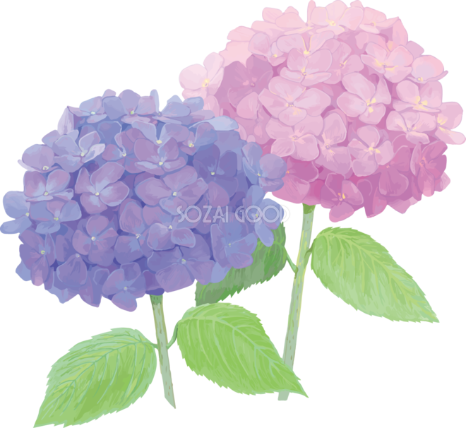 おしゃれ綺麗な紫とピンクの紫陽花イラスト 梅雨 無料フリー878 素材good