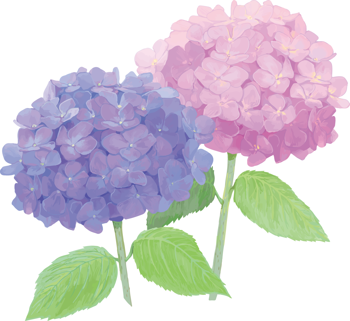 おしゃれ綺麗な紫とピンクの紫陽花イラスト(梅雨)無料フリー83878に写真・文字を入れる