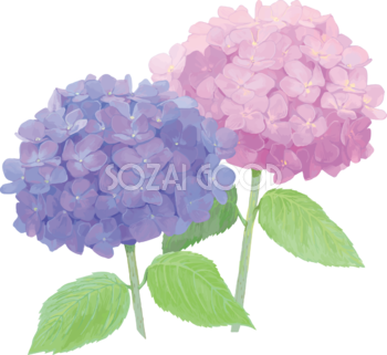 おしゃれ綺麗な紫とピンクの紫陽花イラスト(梅雨)無料フリー83878