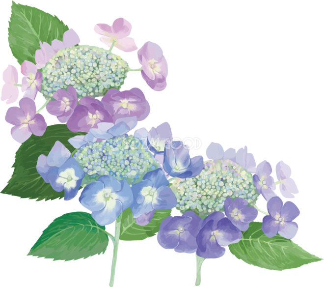 おしゃれ綺麗な紫と青の額紫陽花 ガクアジサイ のアジサイイラスト 梅雨 無料フリー879 素材good