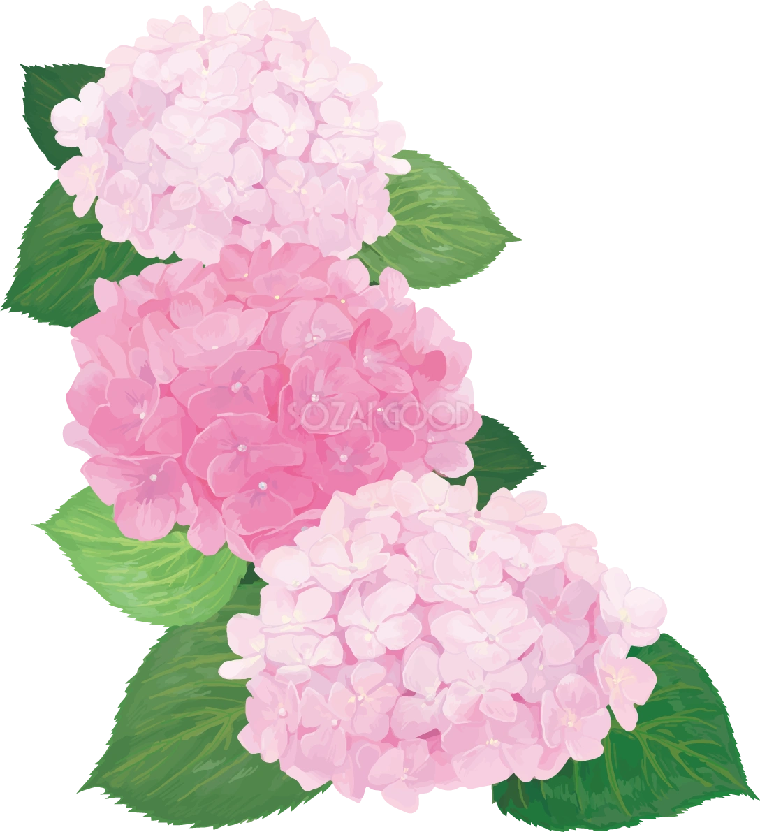 おしゃれ綺麗な縦に３つ並ぶピンクの紫陽花イラスト(梅雨)無料フリー83880