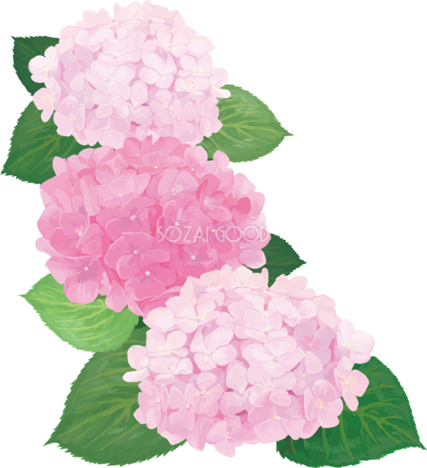 おしゃれ綺麗な縦に３つ並ぶピンクの紫陽花イラスト 梅雨 無料フリー0 素材good