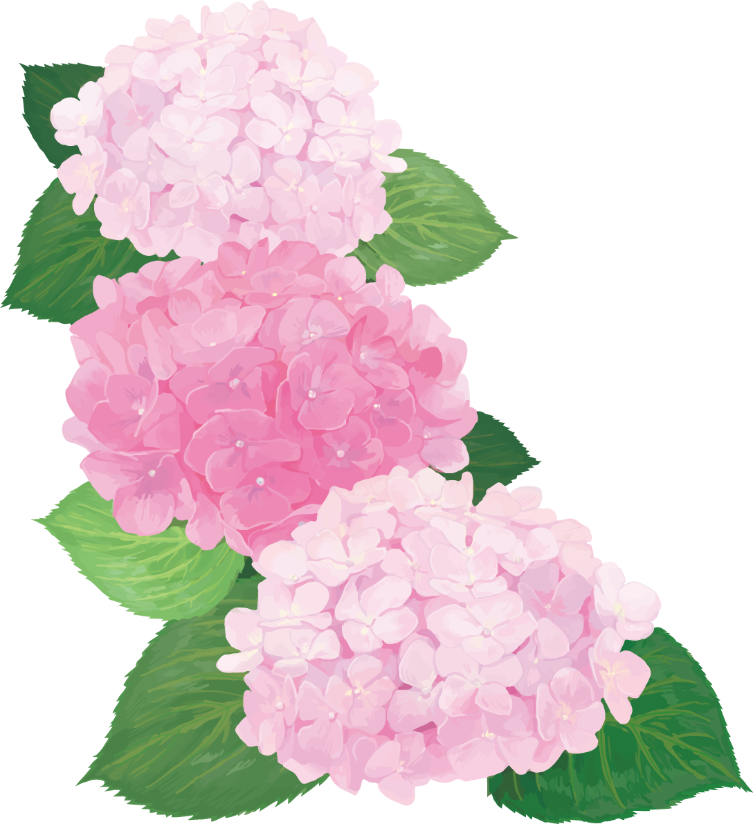 おしゃれ綺麗な縦に３つ並ぶピンクの紫陽花イラスト(梅雨)無料フリー83880に写真・文字を入れる