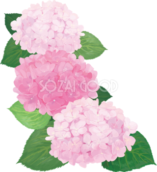 おしゃれ綺麗な縦に３つ並ぶピンクの紫陽花イラスト(梅雨)無料フリー83880