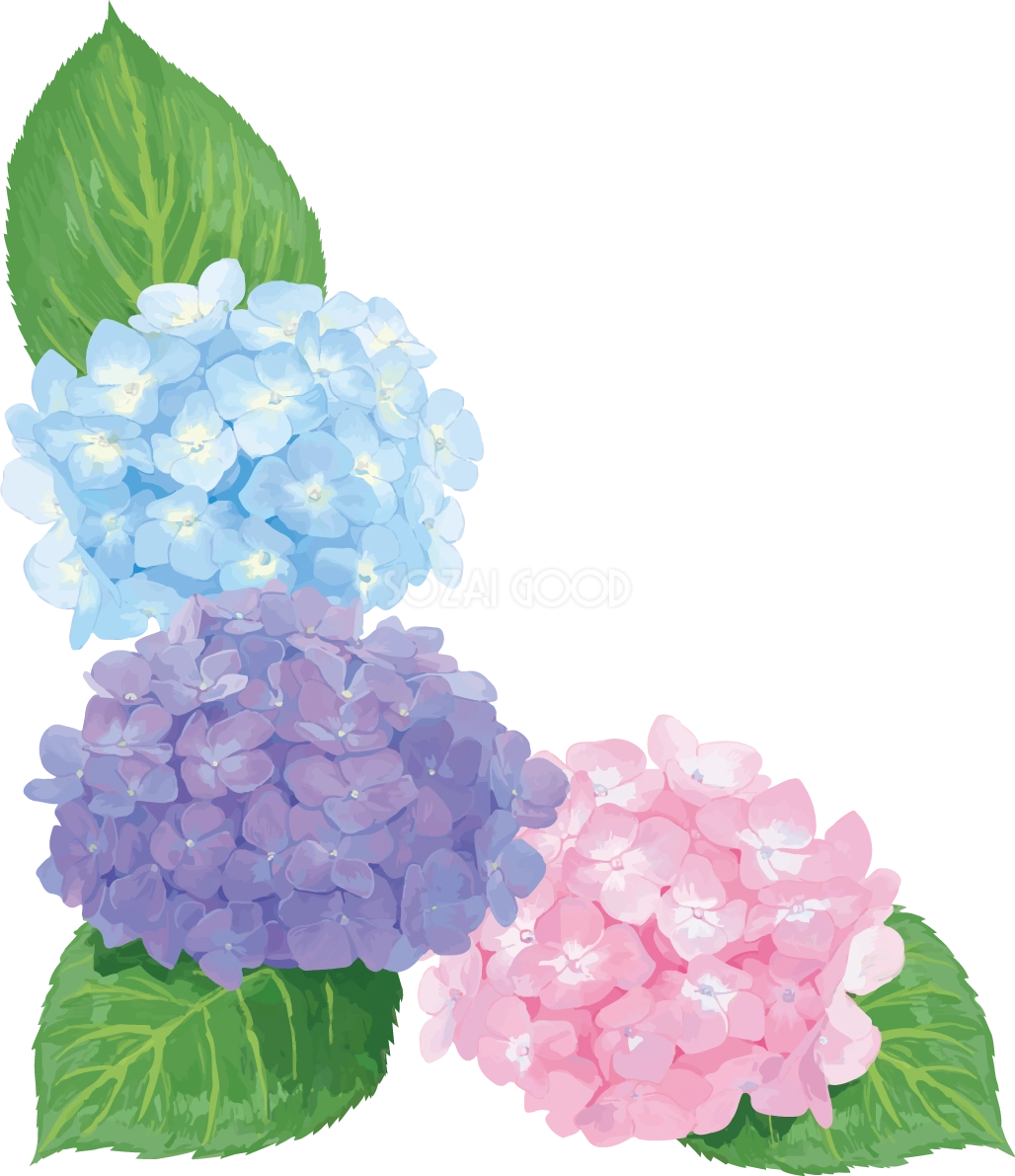 おしゃれ綺麗な水色ピンク紫の角飾りの紫陽花イラスト(梅雨)無料フリー83881