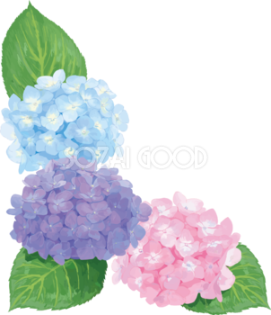 紫陽花イラスト 無料フリー 素材good