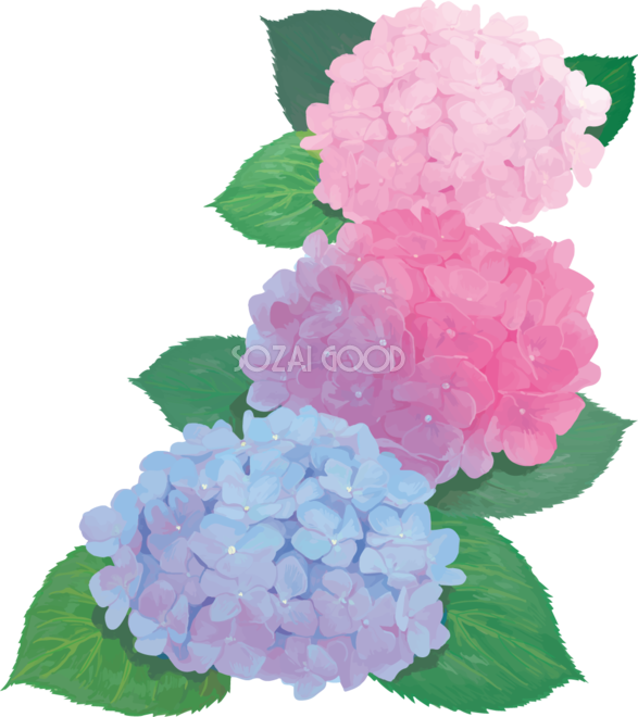 おしゃれ綺麗な青とピンクの縦に並ぶアジサイイラスト 梅雨 無料フリー8 素材good