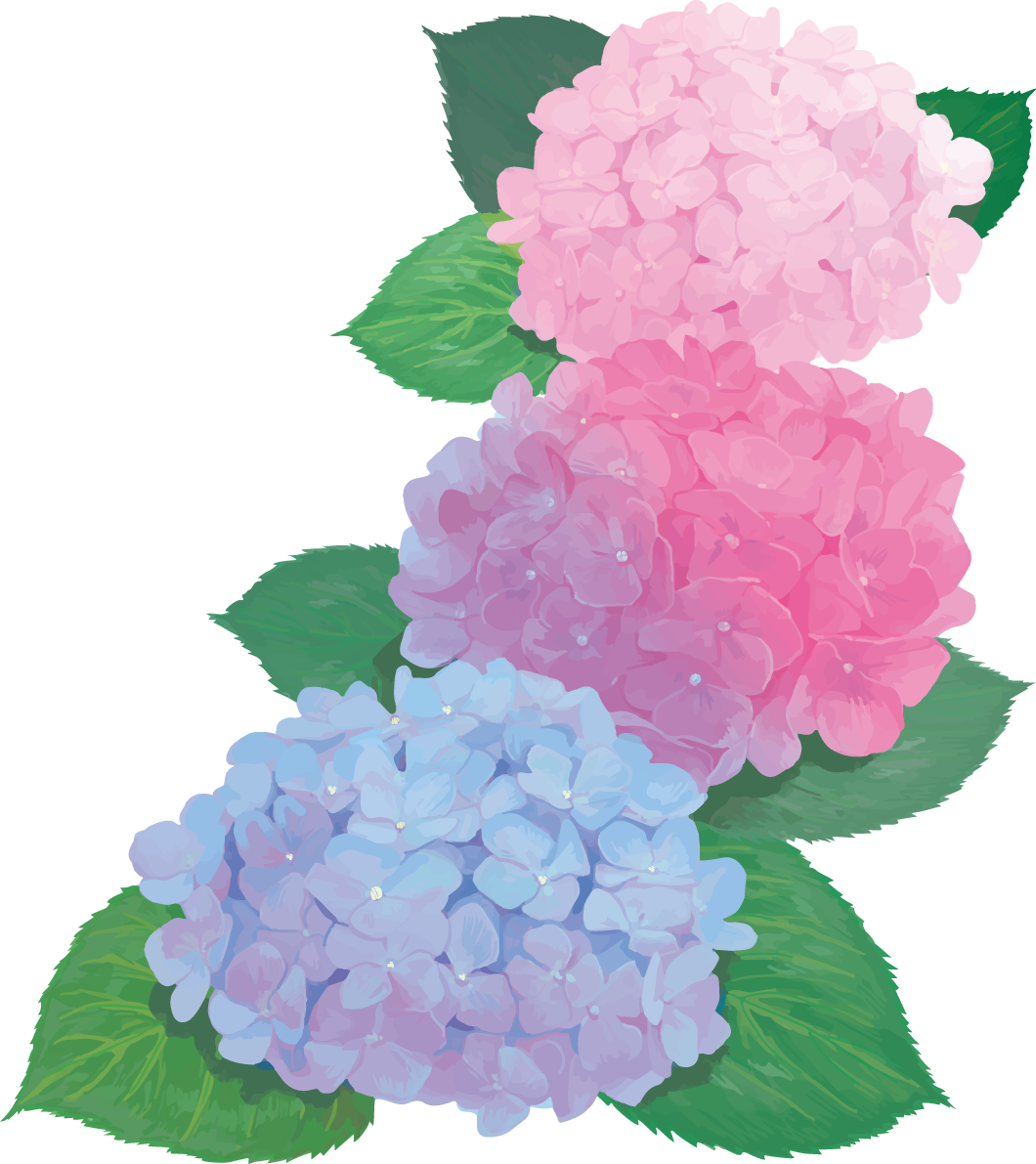 おしゃれ綺麗な青とピンクの縦に並ぶ紫陽花イラスト(梅雨)無料フリー83882に写真・文字を入れる