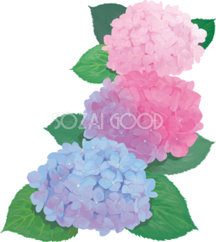 おしゃれ綺麗な青とピンクの縦に並ぶ紫陽花イラスト(梅雨)無料フリー83882
