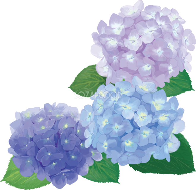 おしゃれ綺麗な青と紫の３輪のアジサイイラスト 梅雨 無料フリー8 素材good