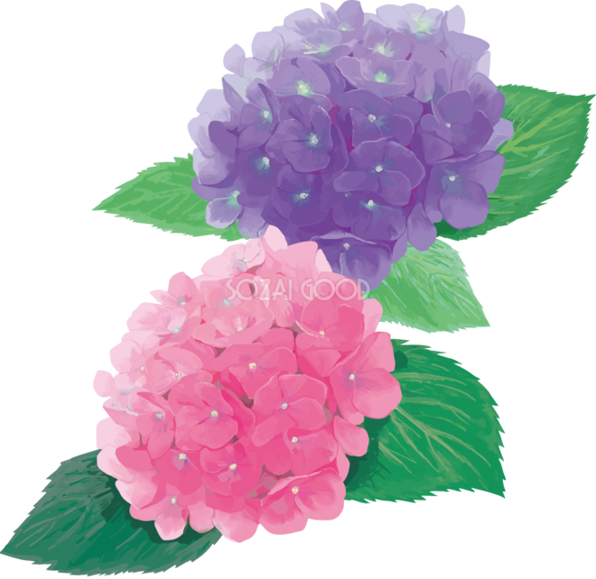 おしゃれ綺麗な濃いピンクと紫の紫陽花イラスト 梅雨 無料フリー4 素材good
