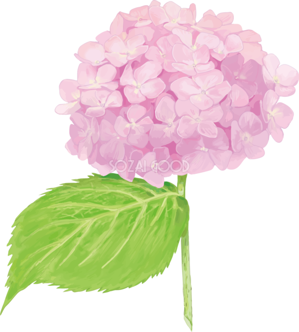 おしゃれ綺麗な薄いピンクの一輪の紫陽花イラスト 梅雨 無料フリー5 素材good
