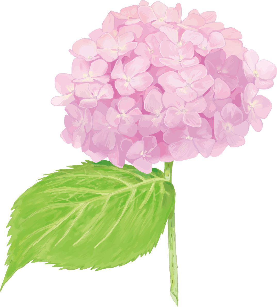 おしゃれ綺麗な薄いピンクの一輪の紫陽花イラスト(梅雨)無料フリー83885に写真・文字を入れる