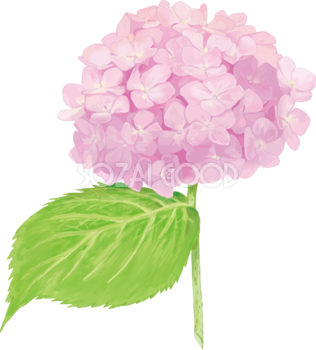 おしゃれ綺麗な薄いピンクの一輪の紫陽花イラスト(梅雨)無料フリー83885