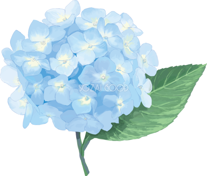おしゃれ綺麗な薄い水色青系の紫陽花イラスト 梅雨 無料フリー6 素材good