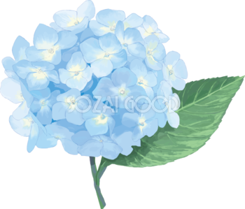 おしゃれ綺麗な薄い水色青系のアジサイイラスト(梅雨)無料フリー83886