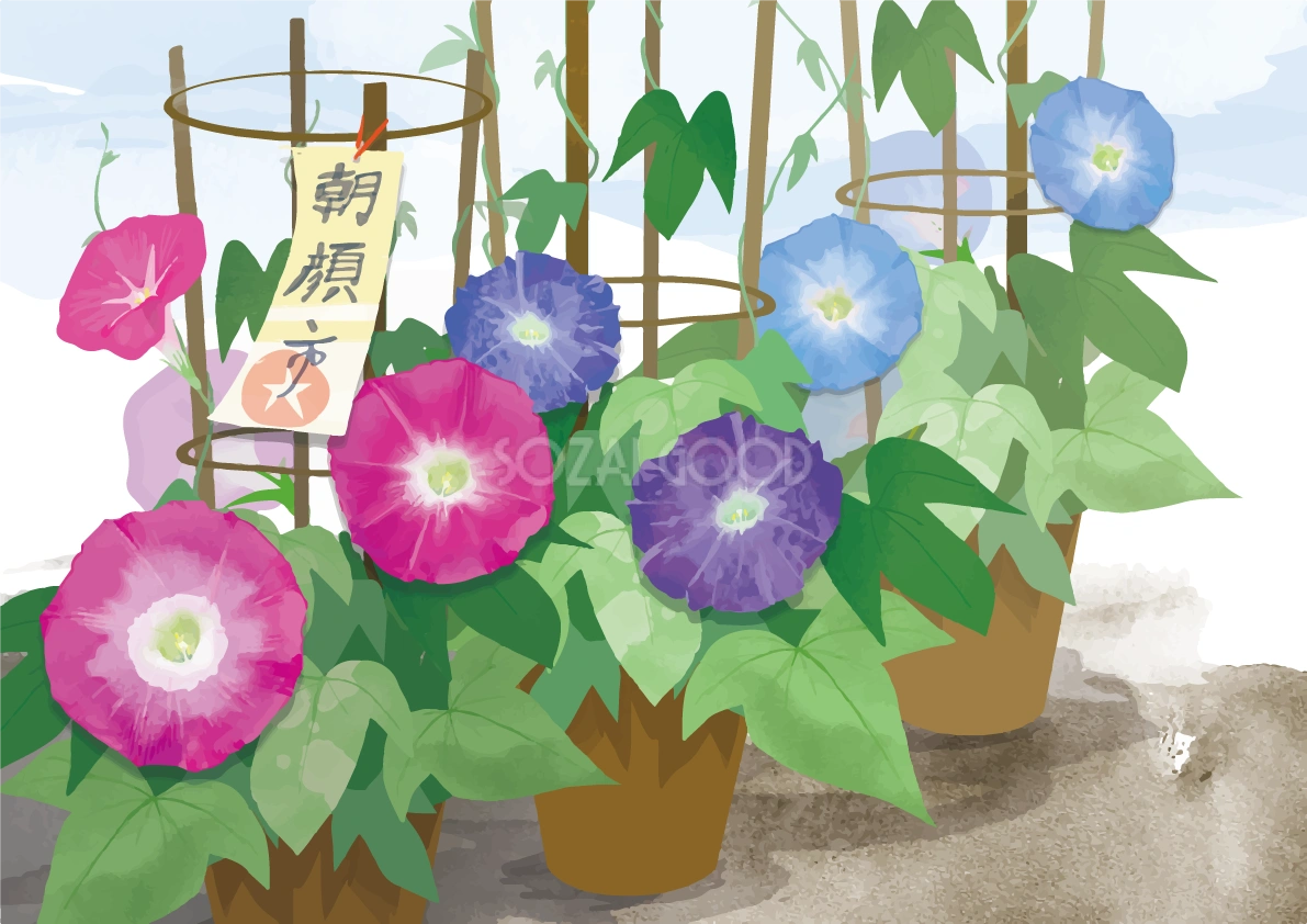 おしゃれでリアルな朝顔市背景イラスト無料フリー84013