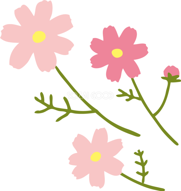 かわいい手描き風のコスモス 秋桜 イラスト無料フリー 素材good