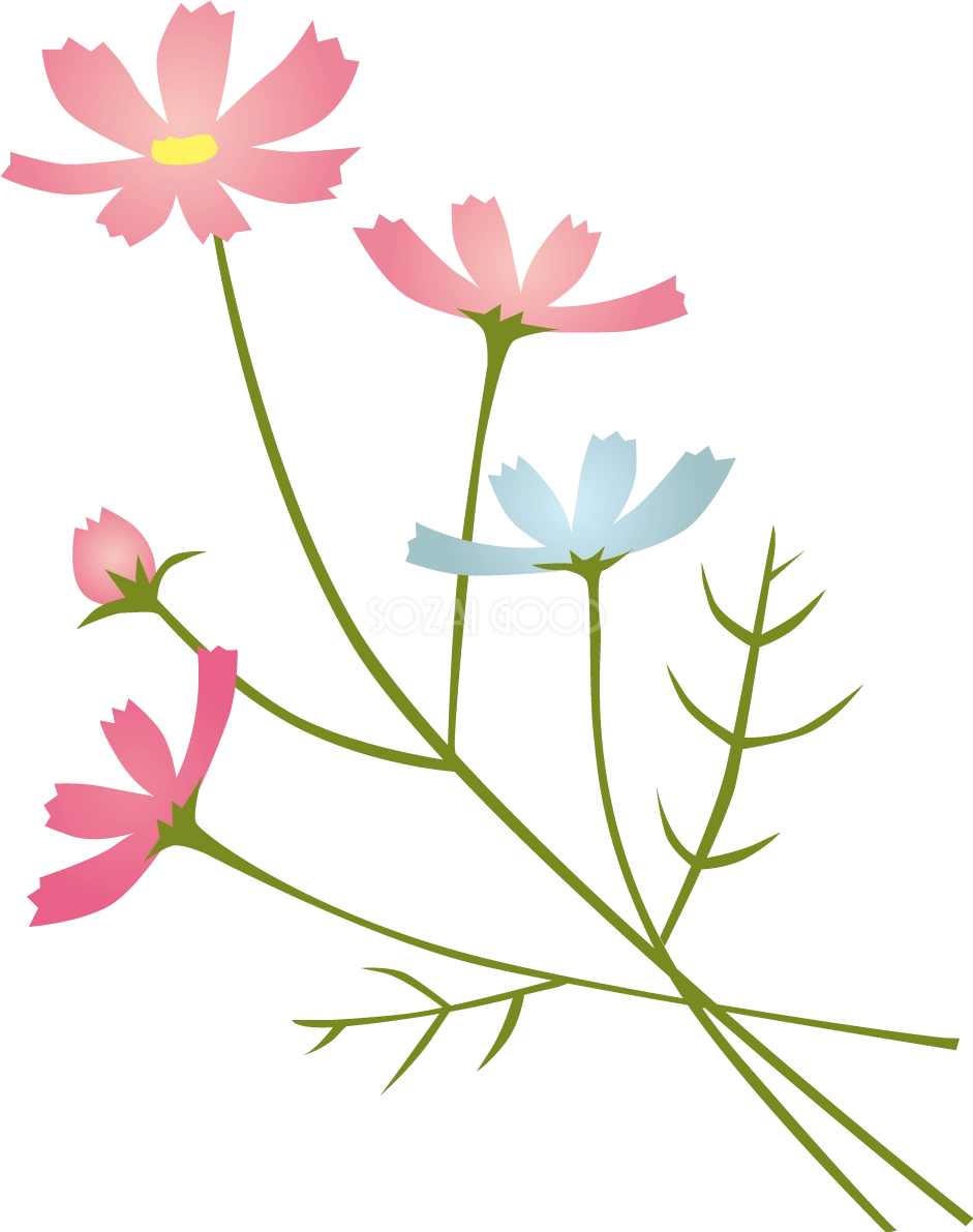 リアルなタッチのおしゃれコスモス(秋桜)イラスト無料フリー84513
