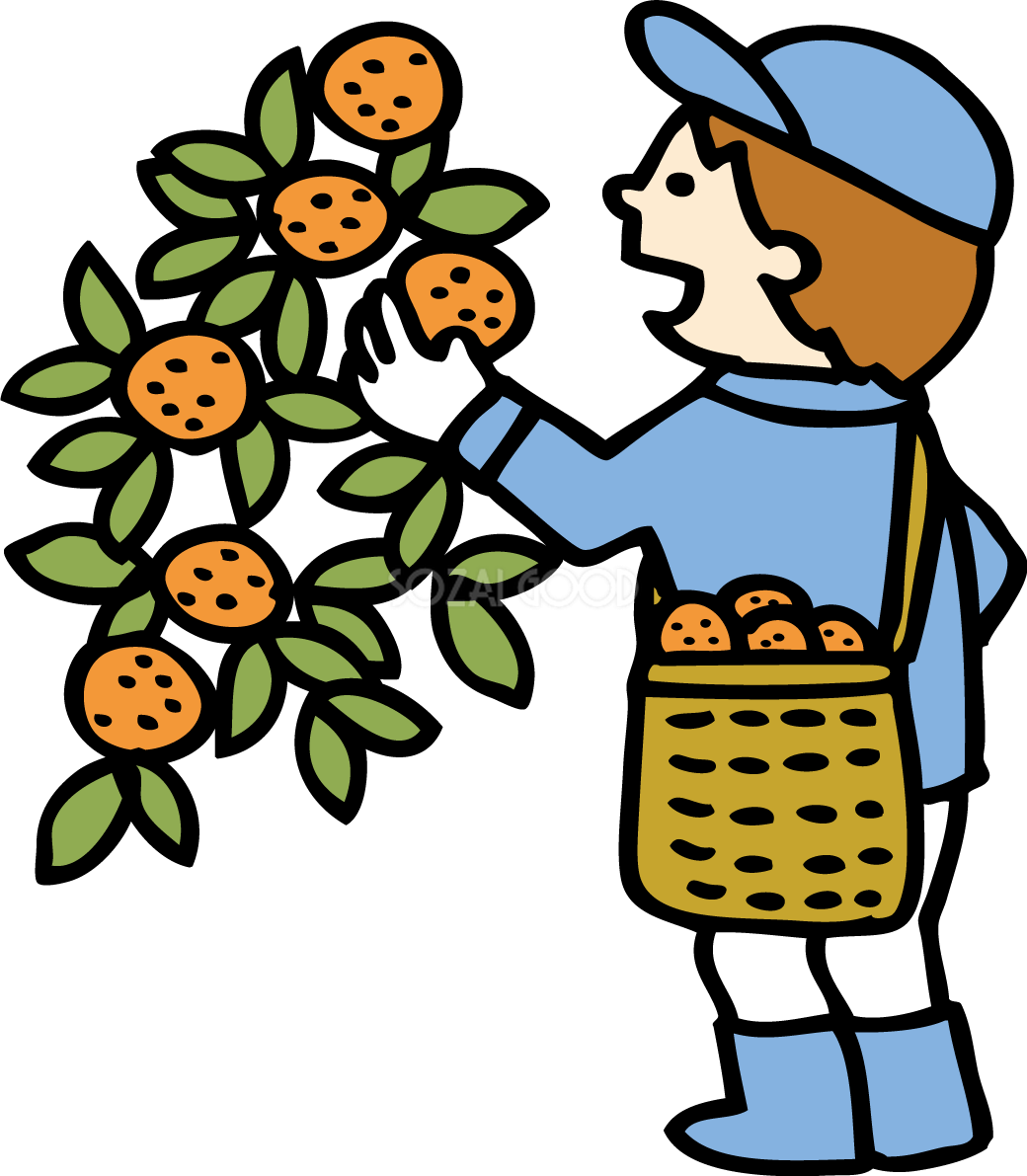 かわいいみかんを収穫する男の人イラスト無料フリー85041