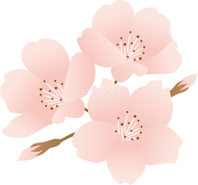 綺麗タッチの桜 おしゃれ和風の無料 フリー イラスト 素材good