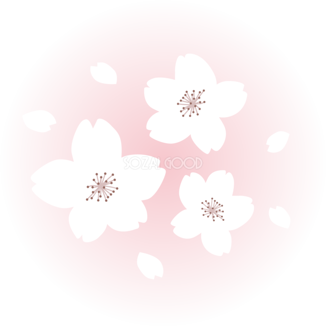ピンクの光の中にかわいい白い桜の花と花びらイラスト無料 フリー870 素材good