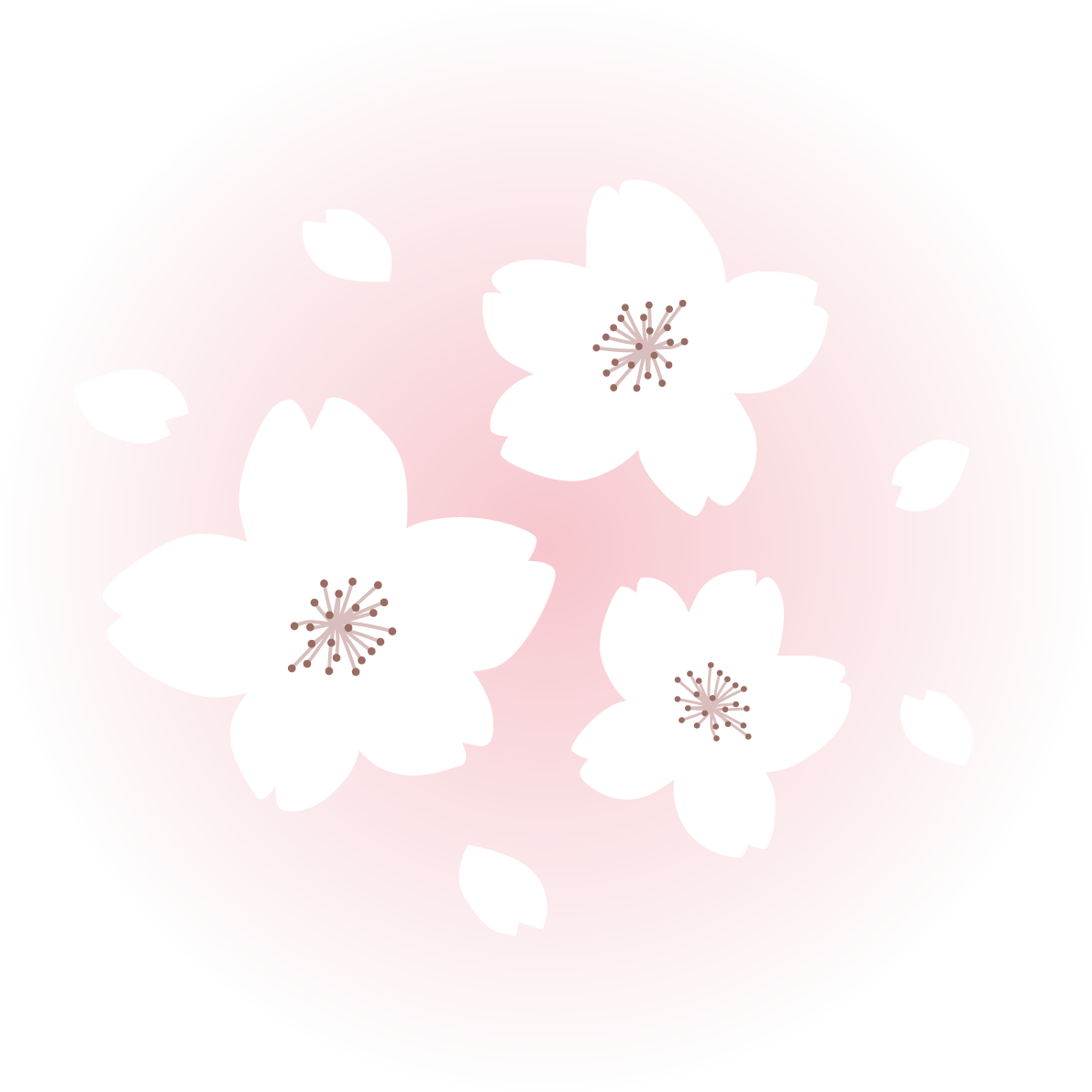 ピンクの光の中にかわいい白い桜の花と花びらイラスト無料 フリー87089に写真・文字を入れる
