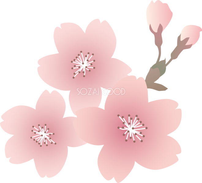 リアル綺麗な桜の花イラスト無料 フリー 素材good