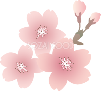 リアル綺麗な桜の花イラスト無料 フリー87090
