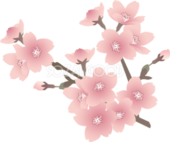 リアル綺麗な桜の枝の先端部分イラスト無料 フリー87092