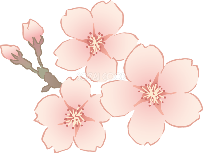 おしゃれなペン画タッチの桜の花イラスト無料 フリー 素材good