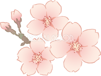 おしゃれなペン画タッチの桜の花イラスト無料 フリー87128