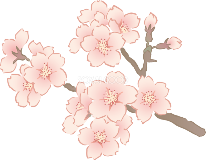 おしゃれなペン画タッチの桜の枝の先端部分イラスト無料 フリー 素材good