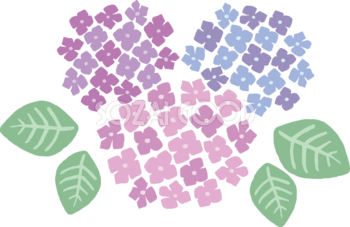 かわいいパステルカラー(ピンク 紫 青)の3色の紫陽花(アジサイ)イラスト(梅雨)無料 フリー87178