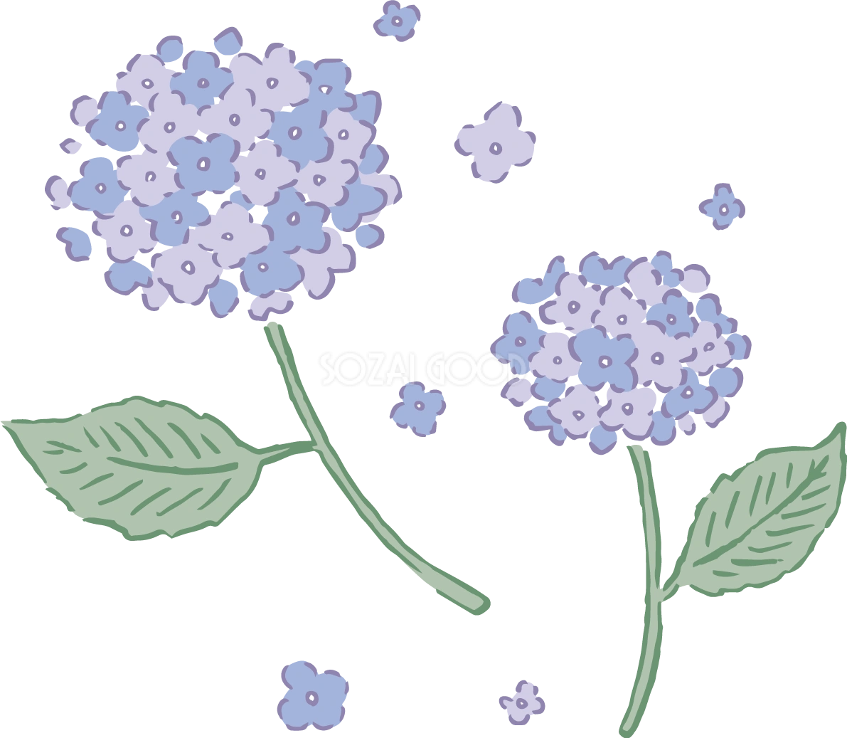 ペン画タッチの2輪(青)の紫陽花(アジサイ)イラスト(梅雨)無料 フリー87182
