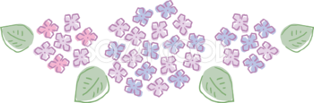 ラフなタッチの2色(ピンク 青)の並んだ紫陽花(アジサイ)イラスト(梅雨)無料 フリー87187