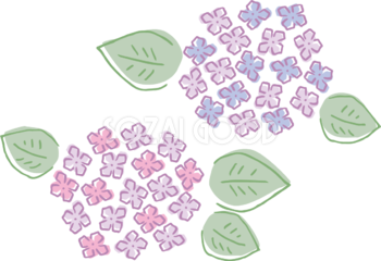 ラフなタッチの青とピンクの紫陽花(アジサイ)イラスト(梅雨)無料 フリー87189