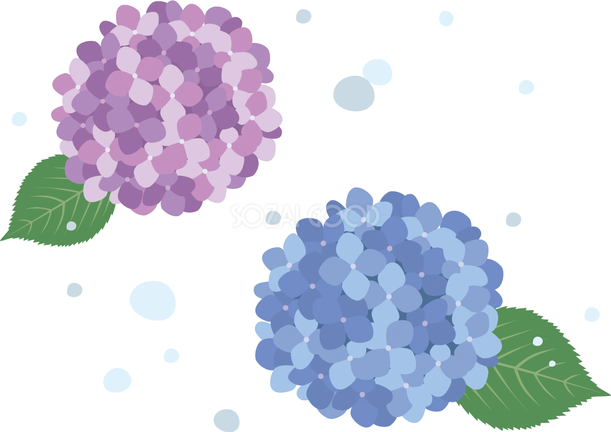 綺麗めなタッチの2色(青 紫)の紫陽花(アジサイ)と雨イラスト(梅雨)無料 フリー87193