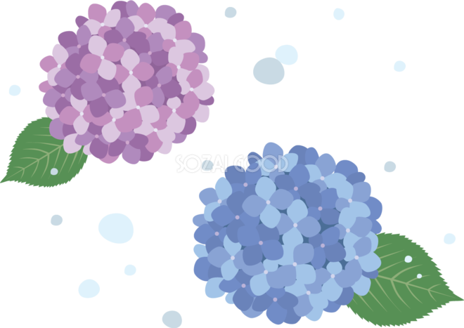 綺麗めなタッチの2色 青 紫 の紫陽花 アジサイ と雨イラスト 梅雨 無料 フリー 素材good