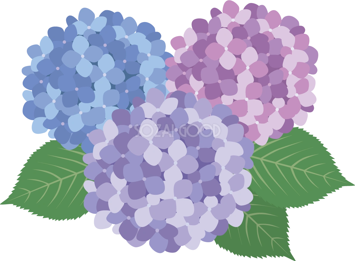 綺麗めなタッチの3色(紫 青)の紫陽花(アジサイ)イラスト(梅雨)無料 フリー87194
