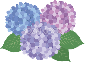 綺麗めなタッチの3色(紫 青)の紫陽花(アジサイ)イラスト(梅雨)無料 フリー87194
