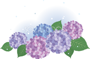 綺麗めなタッチのたくさん(紫 青)の紫陽花(アジサイ)と雨 イラスト(梅雨)無料 フリー87195