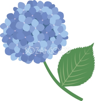綺麗めなタッチの青色の紫陽花(アジサイ)イラスト(梅雨)無料 フリー87196