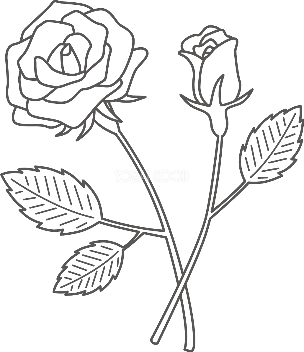 絵　バラ 薔薇の塗り絵イラスト 大人 高齢者 無料 フリー87702 | 素材Good