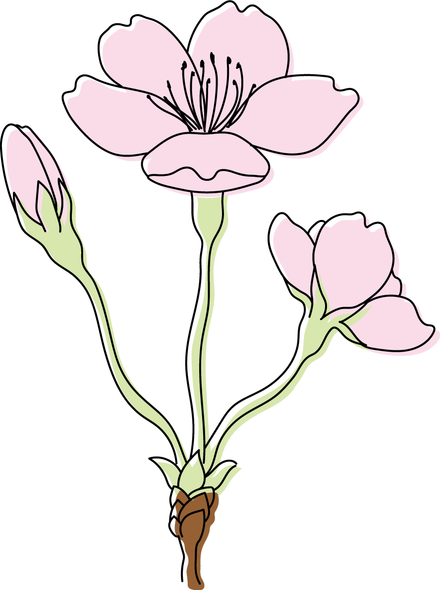 ３輪の桜 花 つぼみ イラスト無料 フリー88168に写真・文字を入れる