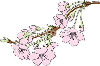 枝から伸びる桜イラスト無料 フリー88182