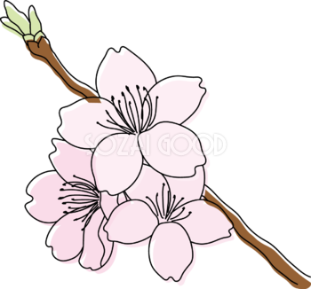 枝から伸びる３輪の桜イラスト無料 フリー88183