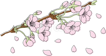 枝から伸びる桜と花びらイラスト無料 フリー88185