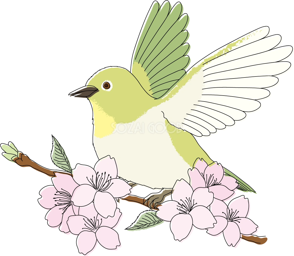 羽を広げる鳥(うぐいす)桜の枝イラスト無料 フリー88321