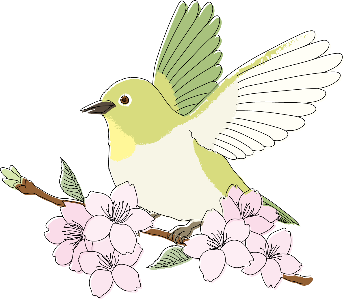 羽を広げる鳥(うぐいす)桜の枝イラスト無料 フリー88321に写真・文字を入れる